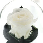 Bouquet of life white cryogenic rose under the dome 5