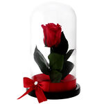 Red cryogenated rose in glass dome 2