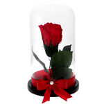 Red cryogenated rose in glass dome 3